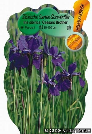 Sibirische Iris