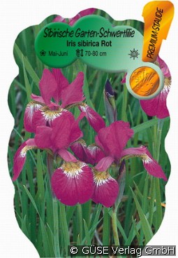 Sibirische Iris