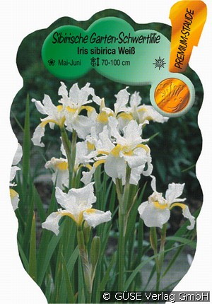 Sibirische Schwertlilie
