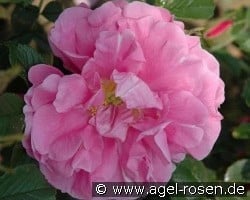 Jens Munk kaufen, clicken für mehr Details Jens Munk