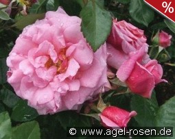 Aloha Boerner