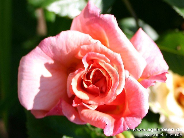 Rose ‘Aloha Kordes‘ (wurzelnackte Rose)