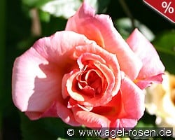 Aloha Kordes kaufen, clicken für mehr Details Aloha Kordes