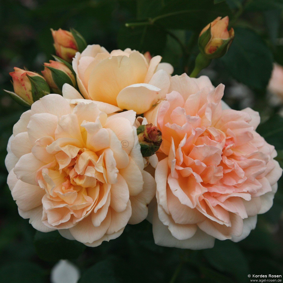 Rose ‘Amaretto‘ (2-Liter Biotopf)