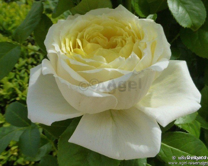 Rose ‘Amnesty International‘ (2-Liter Biotopf)