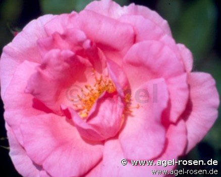 Rose ‘Bantry Bay‘ (2-Liter Biotopf)