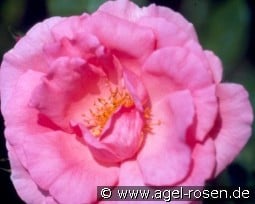 Bantry Bay kaufen, clicken für mehr Details Bantry Bay