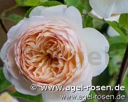 Rose ‘Bathsheba‘ (wurzelnackte Rose)