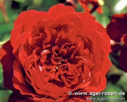 Rose ‘Belkanto‘ (wurzelnackte Rose)