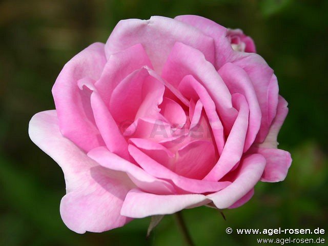 Rose ‘Blairii II‘ (wurzelnackte Rose)