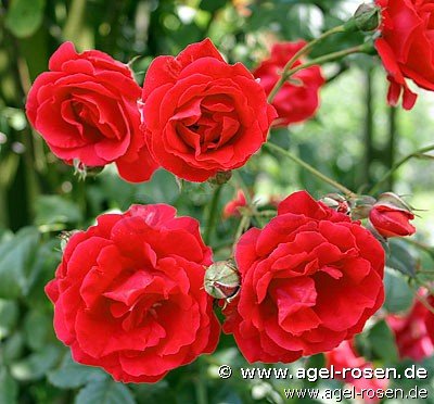 Rose ‘Blaze Superior‘ (wurzelnackte Rose)