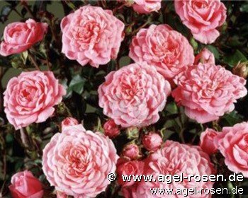 Rose ‘Boogie Woogie‘ (6,5-Liter Topf)