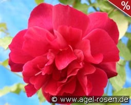 Climbing Etoile de Hollande kaufen, clicken für mehr Details Climbing Etoile de Hollande