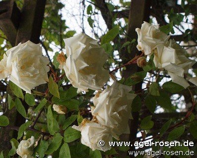 Rose ‘Climbing Mrs. Herbert Stevens‘ (wurzelnackte Rose)
