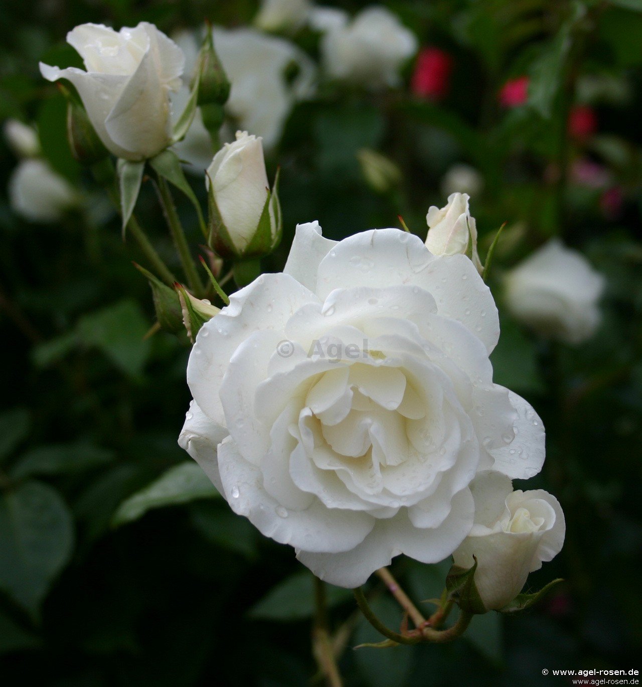 Rose ‘Climbing Schneewittchen‘ (6,5-Liter Topf)