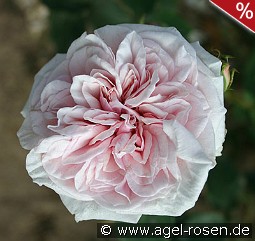 Climbing Souvenir de la Malmaison