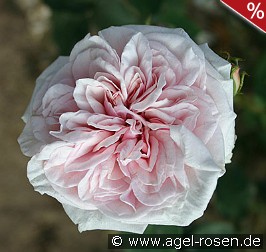 Climbing Souvenir de la Malmaison