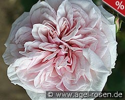 Climbing Souvenir de la Malmaison kaufen, clicken für mehr Details Climbing Souvenir de la Malmaison