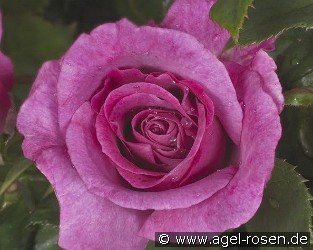 Climbing Violette Parfumée