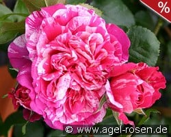 Colibri ® Farbfestival kaufen, clicken für mehr Details Colibri ® Farbfestival