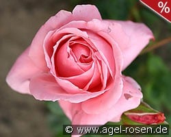 Coral Dawn kaufen, clicken für mehr Details Coral Dawn