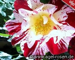 Crazy for You kaufen, clicken für mehr Details Crazy for You