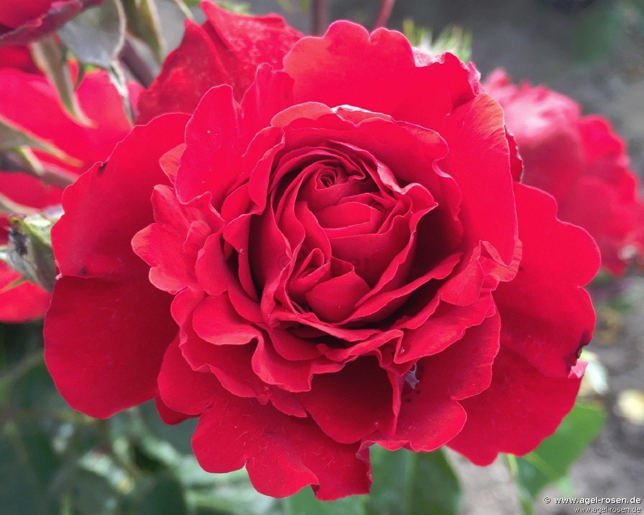 Rose ‘Crazy in Love Red - Plant‘n‘Relax‘ (wurzelnackte Rose)