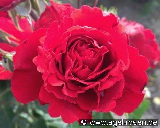 Crazy in Love Red - Plant'n'Relax