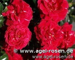 Rose ‘Dacapo‘ (wurzelnackte Rose)