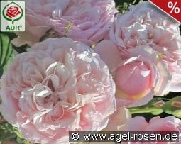 Divina Climber kaufen, clicken für mehr Details Divina Climber