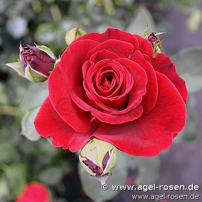 Rose ‘Don Juan‘ (2-Liter Biotopf)