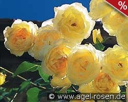 Dune kaufen, clicken für mehr Details Dune