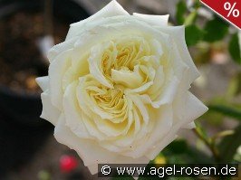 Elfe