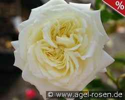 Elfe kaufen, clicken für mehr Details Elfe