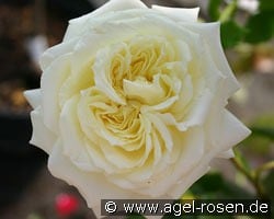 Elfe kaufen, clicken für mehr Details Elfe
