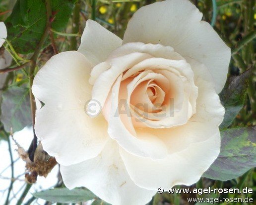 Rose ‘Eloise‘ (wurzelnackte Rose)