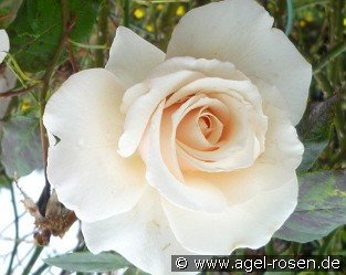 Eloise