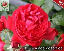 Florentina kaufen, clicken für mehr Details Florentina