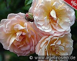 Ghislaine de Féligonde kaufen, clicken für mehr Details Ghislaine de Féligonde