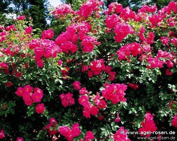 Rose ‘Gites de France syn Hagenbecks Tierpark‘ (2-Liter Biotopf)