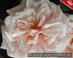 Gloire de Dijon kaufen, clicken für mehr Details Gloire de Dijon