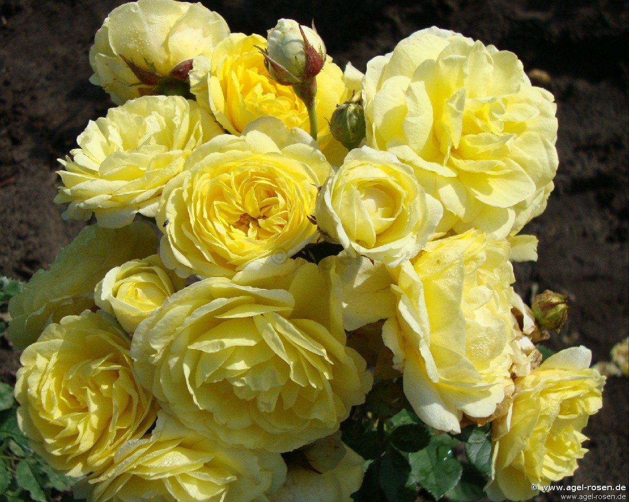 Rose ‘Golden Border Climber‘ (wurzelnackte Rose)