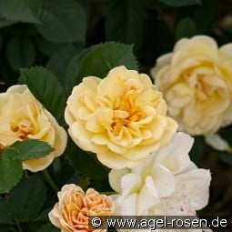 Golden Pareo kaufen, clicken für mehr Details Golden Pareo