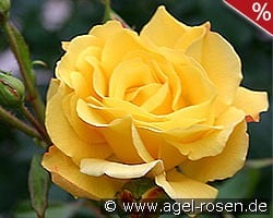 Goldstern kaufen, clicken für mehr Details Goldstern