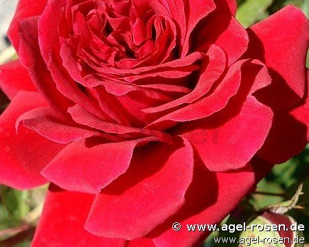 Rose ‘Grand Award syn. Götterfunken‘ (wurzelnackte Rose)