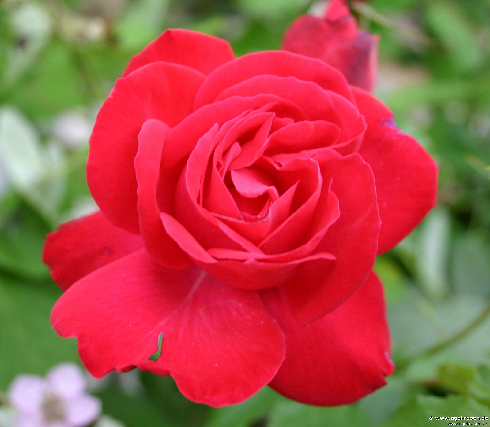 Rose ‘Gruß an Heidelberg‘ (wurzelnackte Rose)