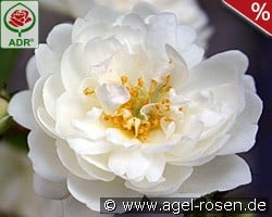 Guirlande d'Amour kaufen, clicken für mehr Details Guirlande d'Amour