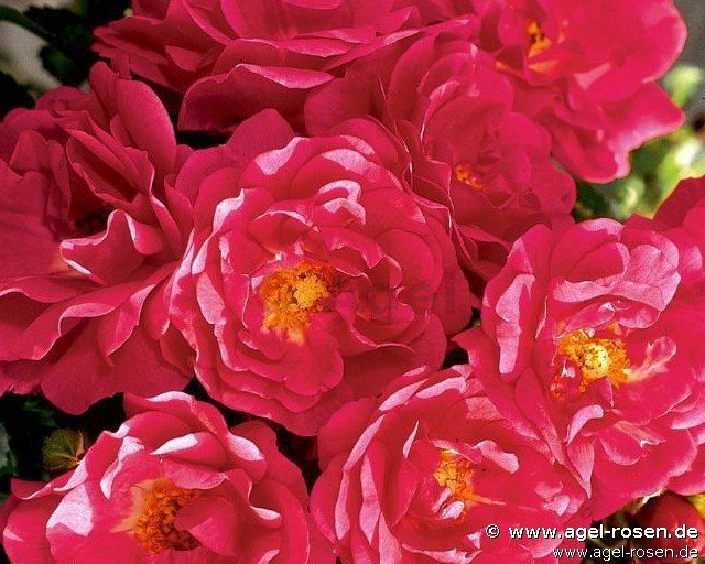 ADR-Rose ‘Heidetraum PLUS‘ (wurzelnackte Rose)