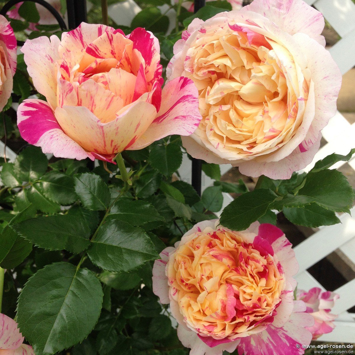 Rose ‘Julie Andrieu syn. Claude Monet Clbg.‘ (wurzelnackte Rose)
