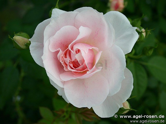 Rose ‘Kir Royal‘ (2-Liter Biotopf)
